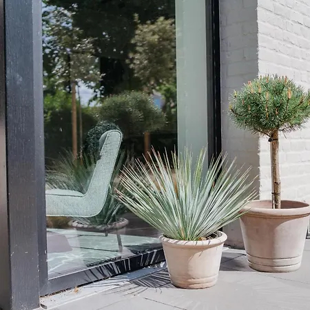 Oiseau Des Dunes קוקסיידה